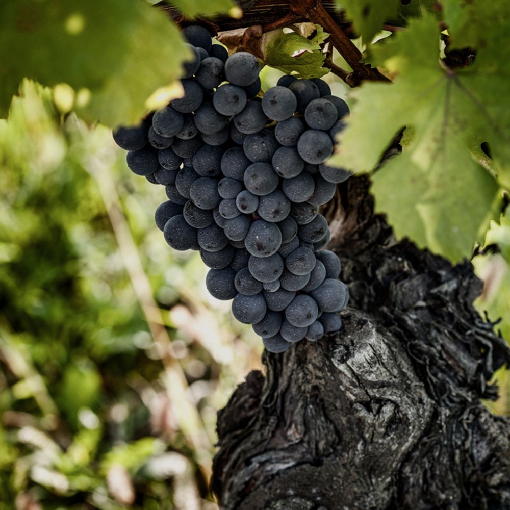 Siamo viticoltori e produttori  in Langa da generazioni - Cantina Clavesana